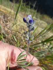 Lupinus polycarpus