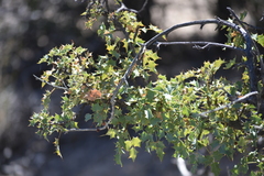 Berberis higginsiae