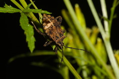 Camptischium