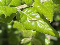 Scaphytopius elegans