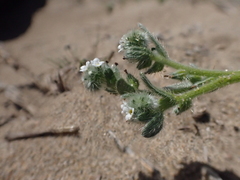 Cryptantha leiocarpa