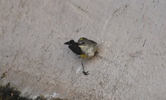 Setophaga coronata coronata × auduboni