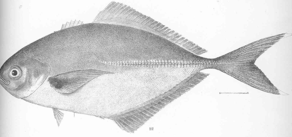 Blackfin Jack