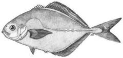 Blackfin Jack photo 2