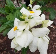 Mussaenda philippica