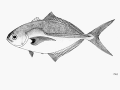 Blackfin Jack photo 3