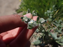 Cryptantha leiocarpa