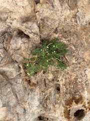 Mabrya acerifolia