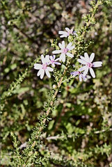 Olearia stricta stricta