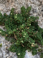 Mabrya acerifolia