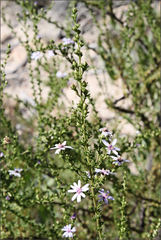 Olearia stricta stricta