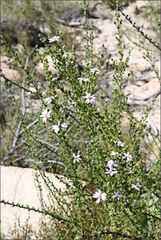Olearia stricta stricta