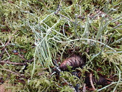 Cladonia maxima image