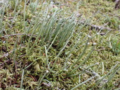 Cladonia maxima image