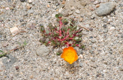 Portulaca fulgens
