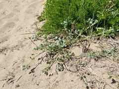 Cryptantha leiocarpa