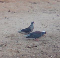 Columba albinucha
