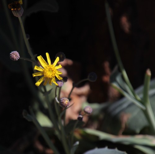 Othonna macrophylla