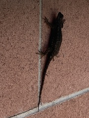 Sceloporus occidentalis