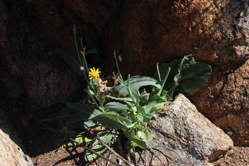 Image of Othonna macrophylla by (c) Tony Rebelo, some rights reserved (CC BY-SA)