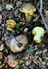 Butyriboletus querciregius
