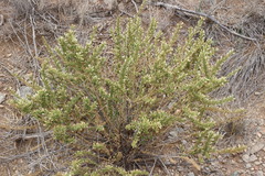 Baccharis pteronioides
