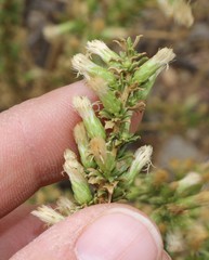 Baccharis pteronioides