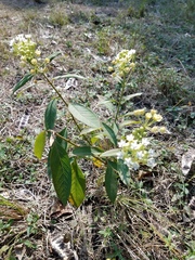 Asclepias nivea