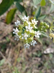 Asclepias nivea