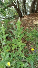 Nepeta tuberosa