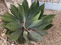 Agave seemanniana