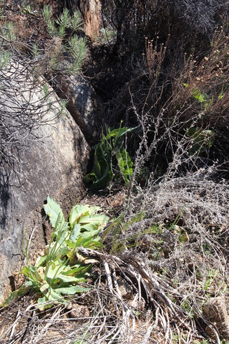 Othonna macrophylla