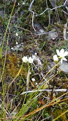 Gentianella bellidifolia
