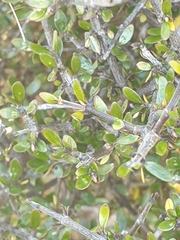 Coprosma propinqua