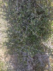 Coprosma propinqua