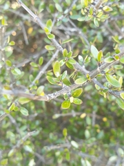 Coprosma propinqua