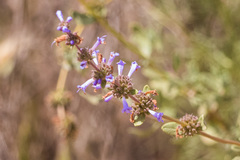 Salvia munzii