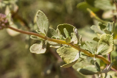 Salvia munzii