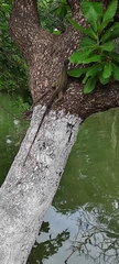 Iguana iguana