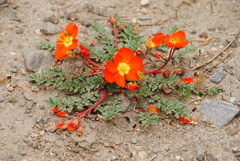 Hypseocharis pimpinellifolia