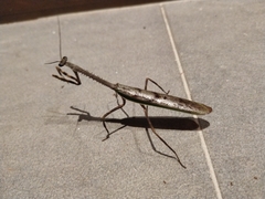 Pseudovates spinicollis