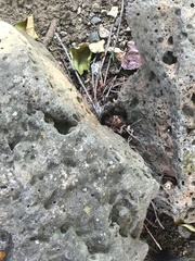 Passeriformes