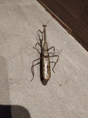 Pseudovates spinicollis