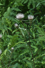 Cirsium centaureae