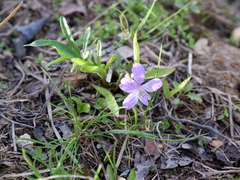 Viola brittoniana