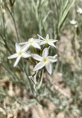 Amsonia palmeri