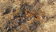 Pseudombrophila guldeniae