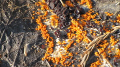 Pseudombrophila guldeniae