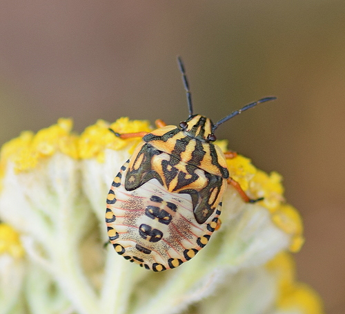 Red Shield Bug photo 5
