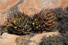 Aloe melanacantha